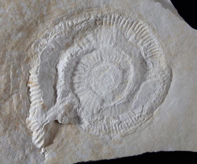 Subplanites rueppelianum QUENSTEDT 1888 - Bild © FossNet FossilienStore
